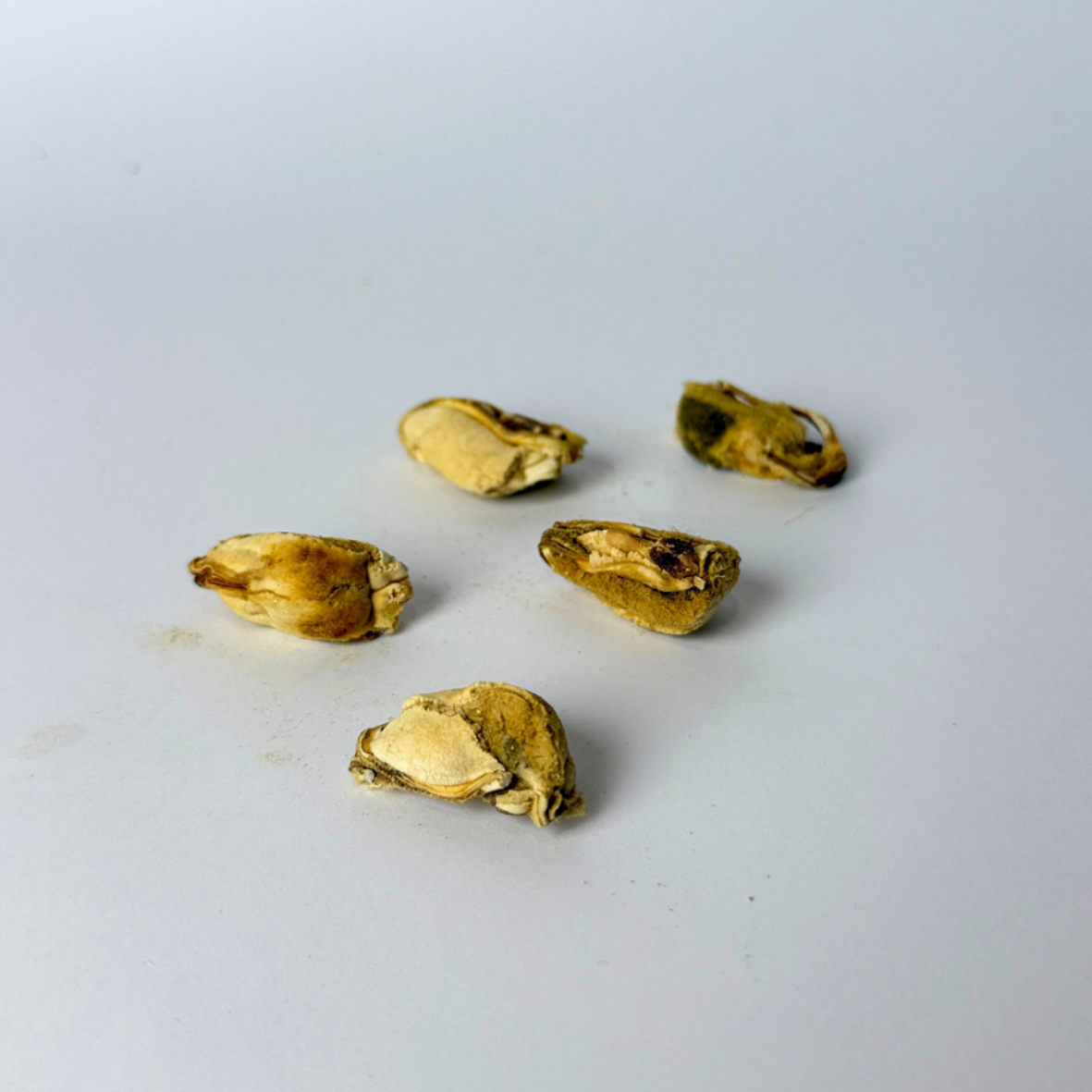 Kyndred Paws Freeze Dried Green Mussels