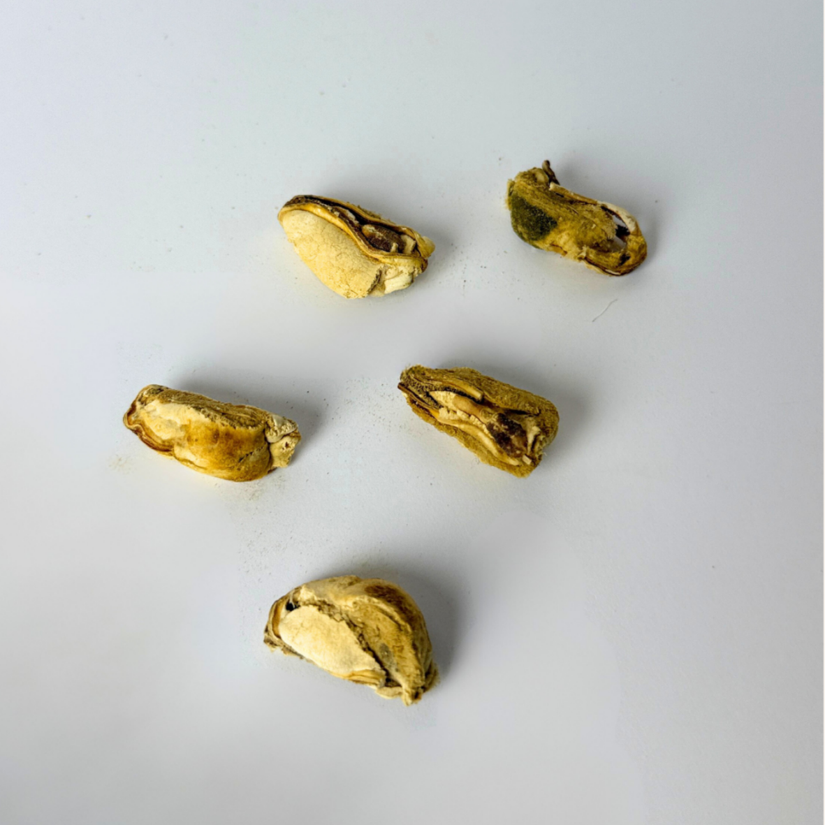 Kyndred Paws Freeze Dried Green Mussels