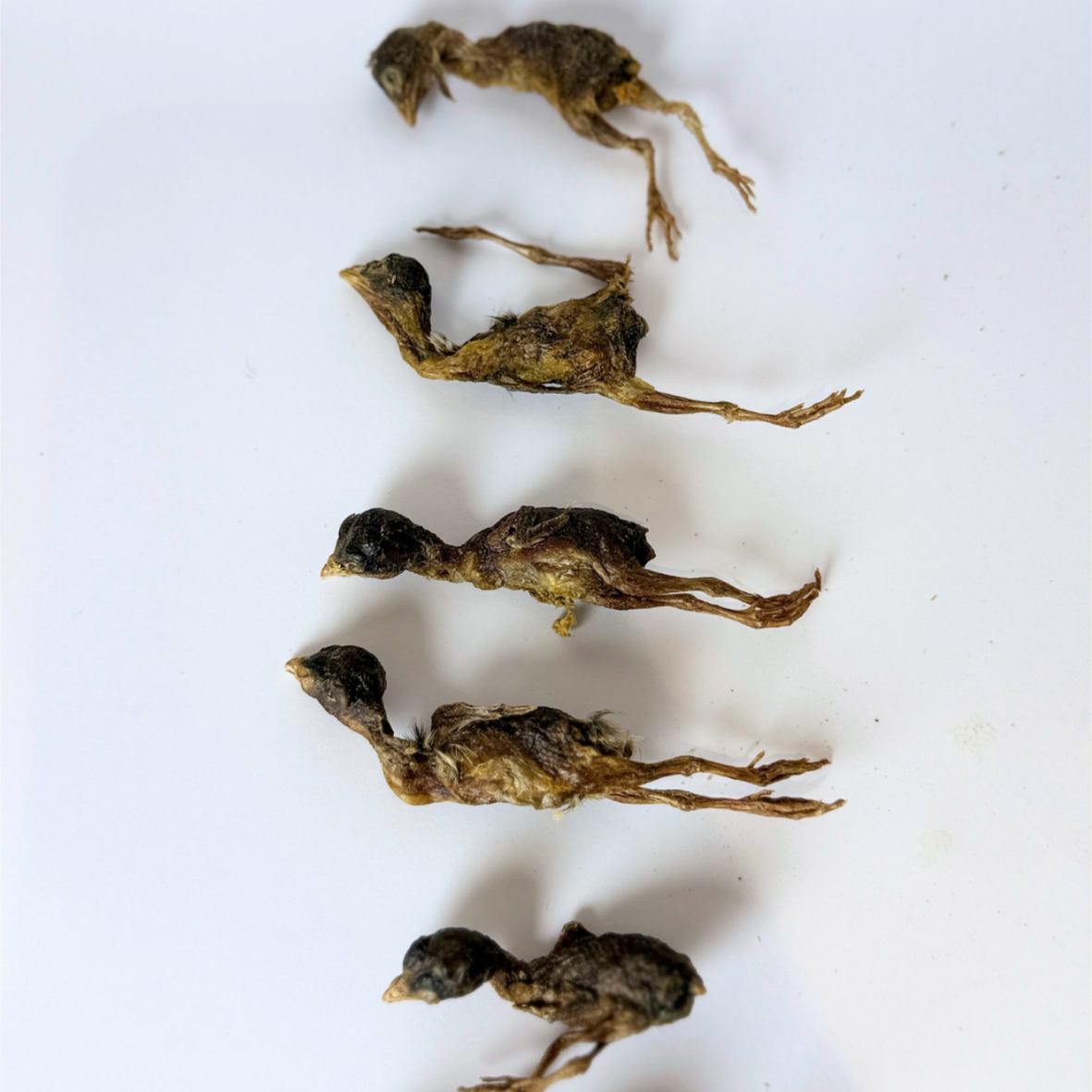 Kyndred Paws Freeze Dried Baby Quail