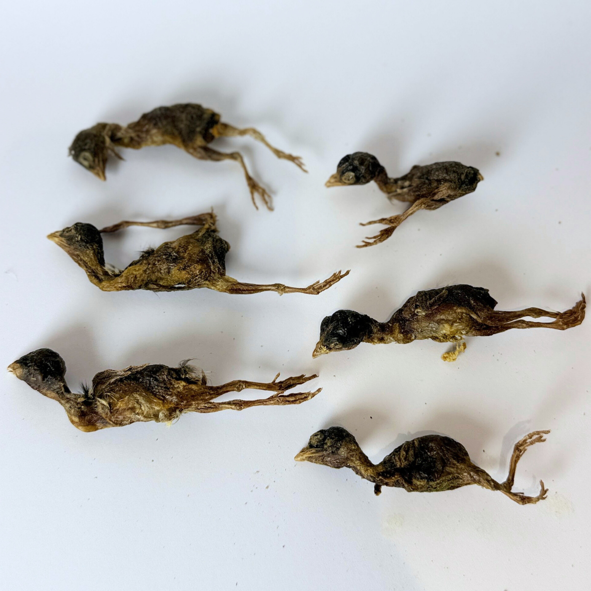 Kyndred Paws Freeze Dried Baby Quail